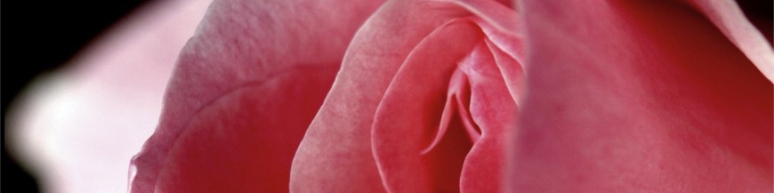 Stimulation du clitoris